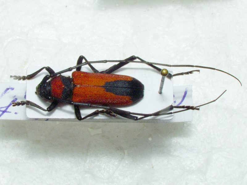 Purpuricenus budensis (Götz, 1783)